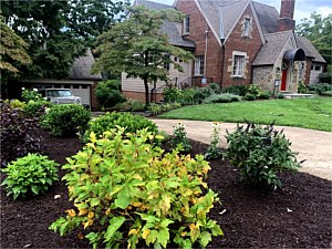 Arlington Native Pollinator Garden