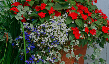 Container Gardens & Seasonal Displays